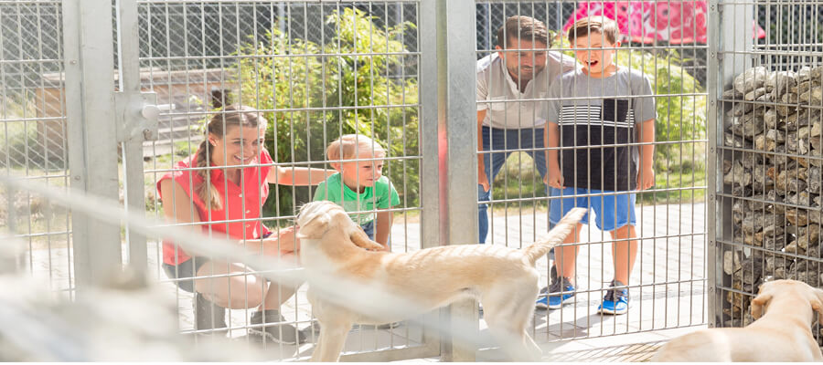 The Best Ways to Support Your Local Animal Shelter